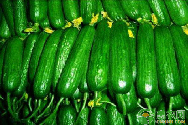 水果黄瓜如何栽培？水果黄瓜的种植方法-图片版权归惠农网所有