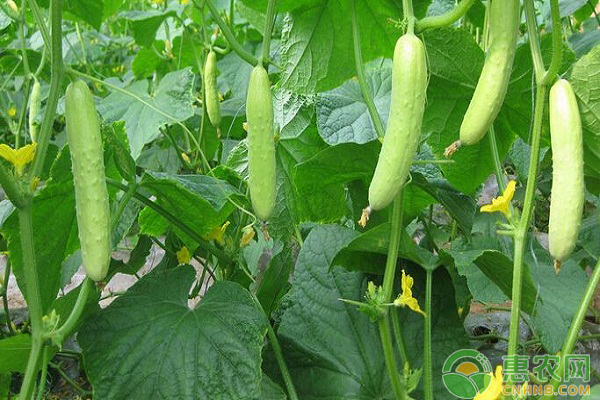 水果黄瓜种植时间和种植方法-图片版权归惠农网所有