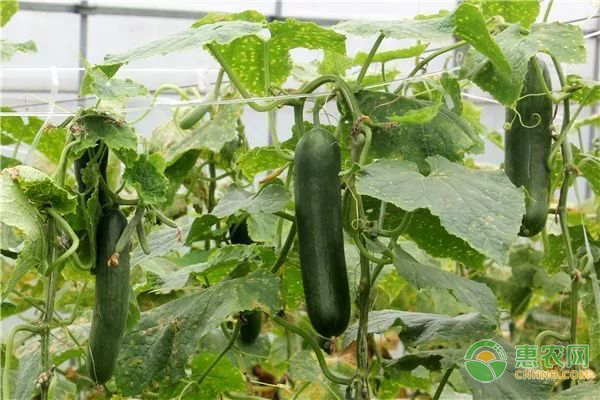 水果黄瓜种植时间和种植方法-图片版权归惠农网所有