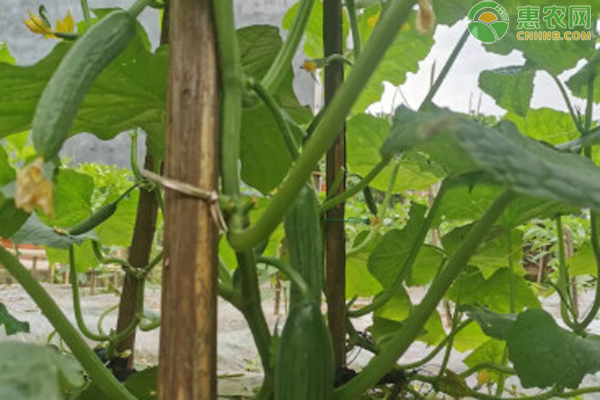 水果黄瓜的栽培技术 -图片版权归惠农网所有