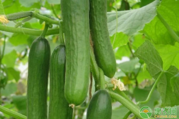 水果黄瓜的栽培技术 -图片版权归惠农网所有