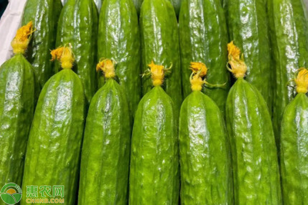 水果黄瓜的栽培技术 -图片版权归惠农网所有