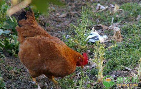 如何养好生态鸡？生态鸡养殖技术要点-图片版权归惠农网所有