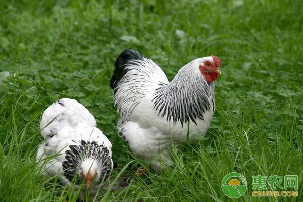 如何养好生态鸡？生态鸡养殖技术要点-图片版权归惠农网所有