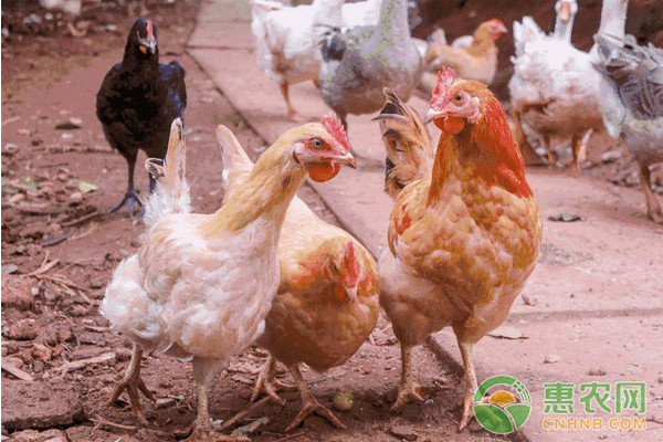生态放养鸡要怎么养？生态放养鸡日常饲养管理技术要点-图片版权归惠农网所有