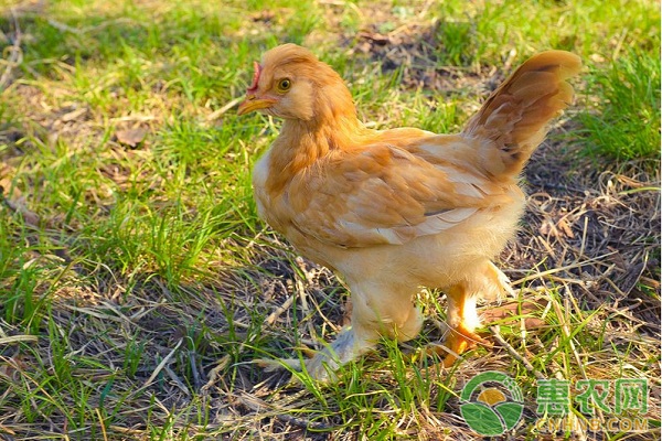 生态放养鸡要怎么养？生态放养鸡日常饲养管理技术要点-图片版权归惠农网所有