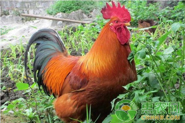 生态放养鸡要怎么养？生态放养鸡日常饲养管理技术要点-图片版权归惠农网所有