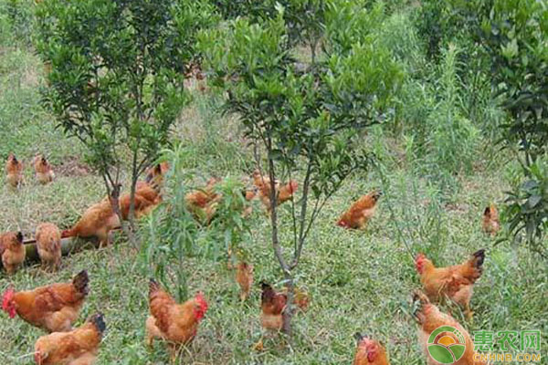 常见的生态养鸡模式有哪些？快来看看你适合哪种！-图片版权归惠农网所有