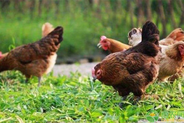 常见的生态养鸡模式有哪些？快来看看你适合哪种！-图片版权归惠农网所有