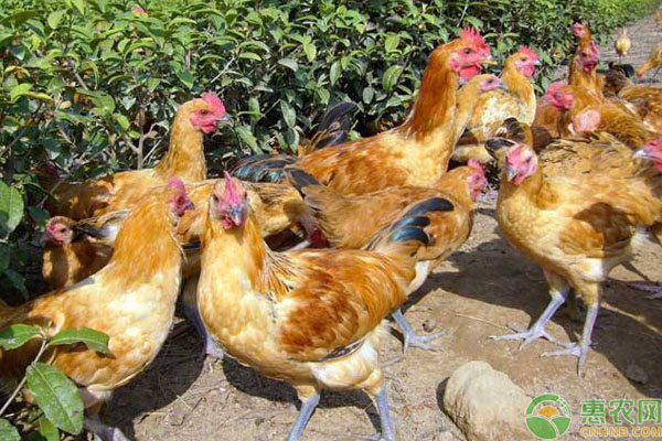 常见的生态养鸡模式有哪些？快来看看你适合哪种！-图片版权归惠农网所有