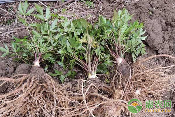 当归种植，如何才能达到规范化？-图片版权归惠农网所有