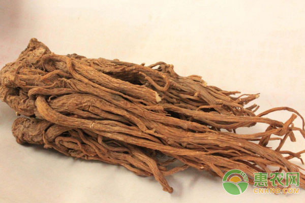 当归种植，如何才能达到规范化？-图片版权归惠农网所有