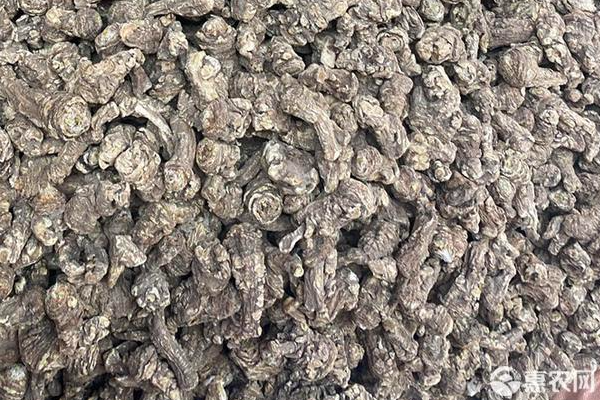 当归的栽培方法与种植技术-图片版权归惠农网所有