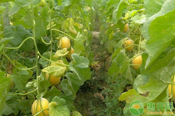 大棚洋香瓜丰产种植与管理技术-图片版权归惠农网所有