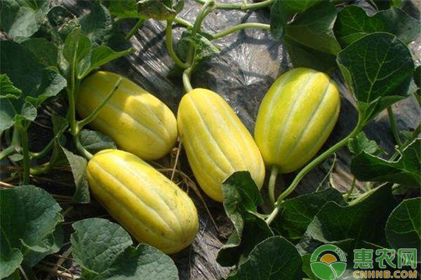 大棚洋香瓜丰产种植与管理技术-图片版权归惠农网所有