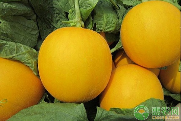 大棚洋香瓜丰产种植与管理技术-图片版权归惠农网所有