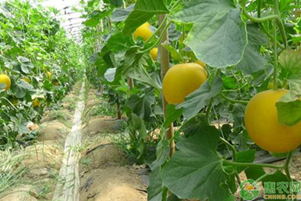 小拱棚洋香瓜早熟高产双膜栽培技术-图片版权归惠农网所有