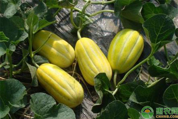 小拱棚洋香瓜早熟高产双膜栽培技术-图片版权归惠农网所有