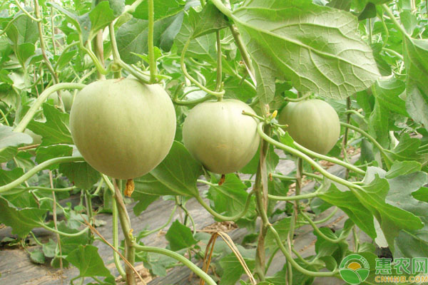 小拱棚洋香瓜早熟高产双膜栽培技术-图片版权归惠农网所有