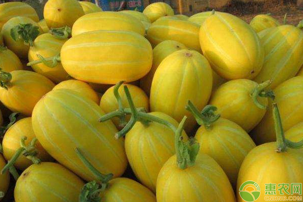 洋香瓜怎么栽培？北方地区洋香瓜的高产栽培技巧-图片版权归惠农网所有