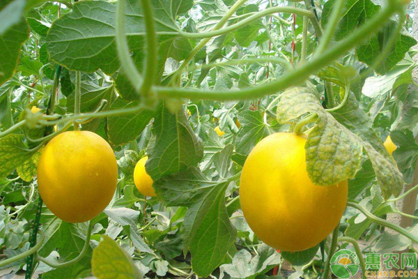 洋香瓜怎么栽培？北方地区洋香瓜的高产栽培技巧-图片版权归惠农网所有