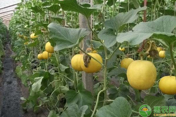 洋香瓜怎么栽培？北方地区洋香瓜的高产栽培技巧-图片版权归惠农网所有