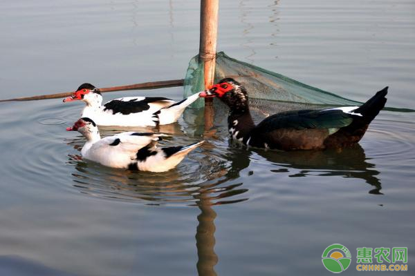 养殖鸭子的正确方法，教你养出健康的鸭子-图片版权归惠农网所有