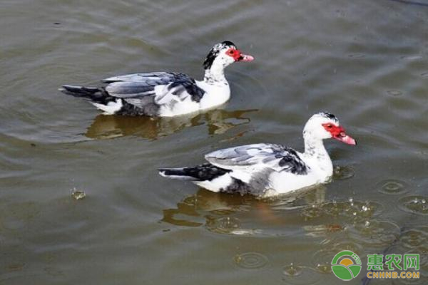 养殖鸭子的正确方法，教你养出健康的鸭子-图片版权归惠农网所有