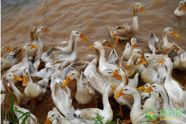 三种常见的鸭子饲养方式介绍-图片版权归惠农网所有