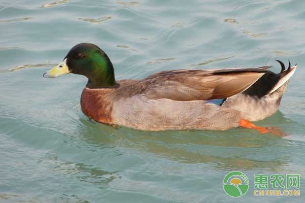 各阶段野鸭饲养管理技术-图片版权归惠农网所有