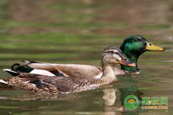 各阶段野鸭饲养管理技术-图片版权归惠农网所有