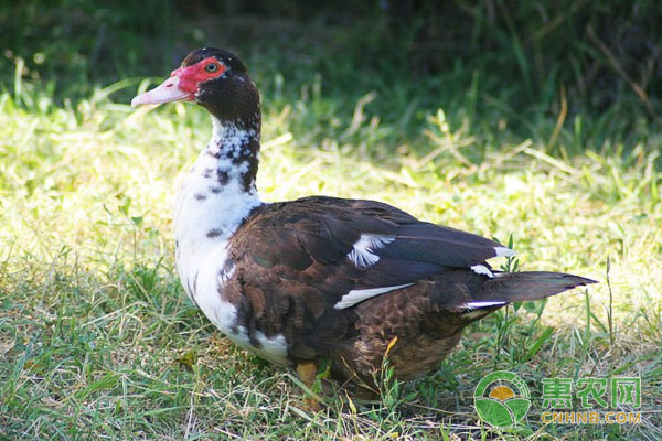 冬季养番鸭，需要注意哪些问题？如何解决？-图片版权归惠农网所有