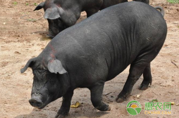 黑猪养殖注意事项 黑猪养殖技术及注意事项-图片版权归惠农网所有