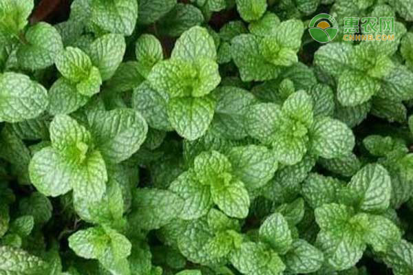 薄荷的种植条件与繁殖方法-图片版权归惠农网所有