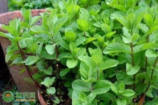薄荷的种植条件与繁殖方法-图片版权归惠农网所有