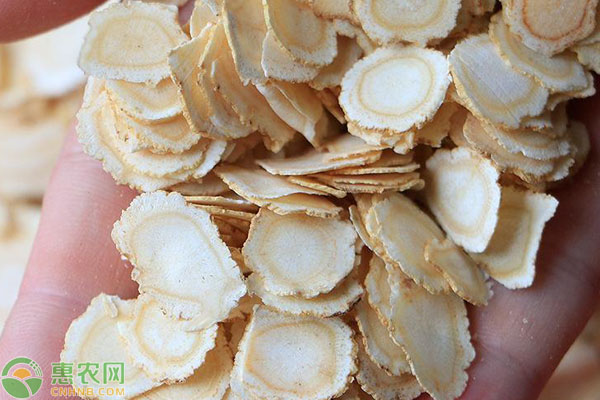 西洋参田间管理技术-图片版权归惠农网所有