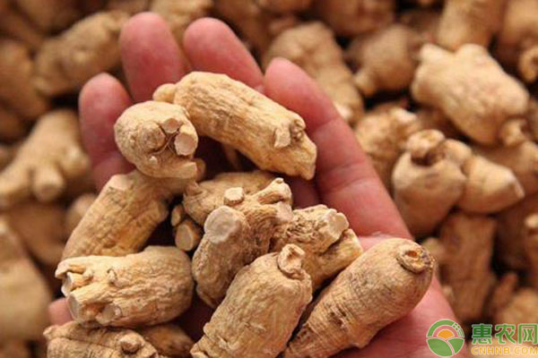 西洋参种子怎么人工催芽？-图片版权归惠农网所有