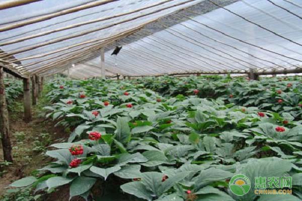 西洋参高产栽培技术及要点-图片版权归惠农网所有