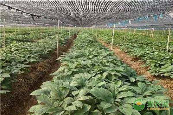 西洋参高产栽培技术及要点-图片版权归惠农网所有
