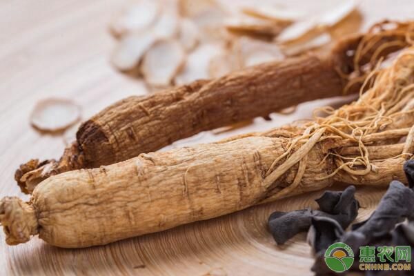 西洋参高产栽培技术及要点-图片版权归惠农网所有