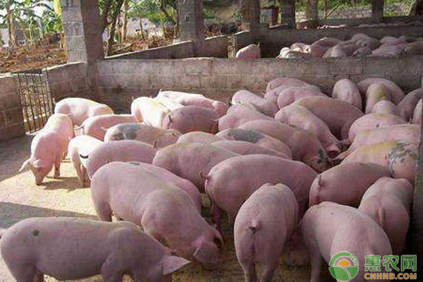 如何提高猪的繁殖力？猪的繁殖与种猪的饲养管理技术要点-图片版权归惠农网所有
