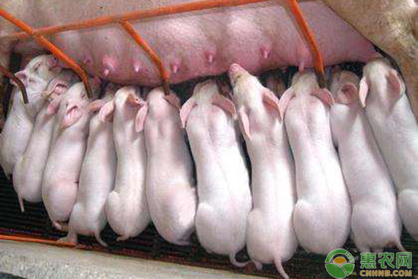 如何提高猪的繁殖力？猪的繁殖与种猪的饲养管理技术要点-图片版权归惠农网所有