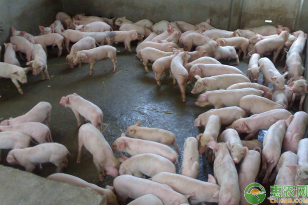 如何提高猪的繁殖力？猪的繁殖与种猪的饲养管理技术要点-图片版权归惠农网所有