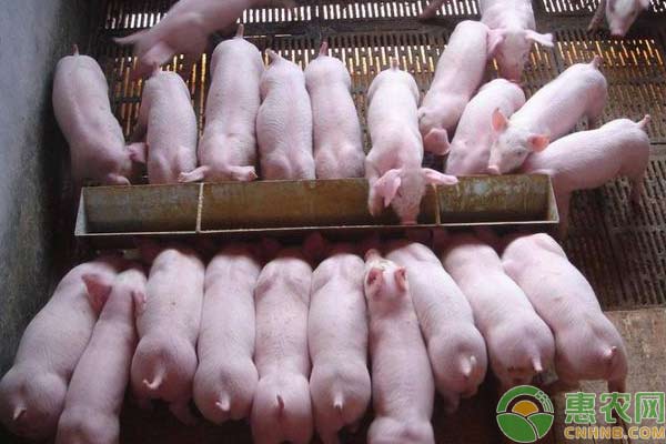 养猪技术：治疗猪病的13个偏方-图片版权归惠农网所有