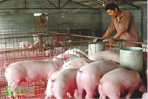 猪全身发白怎么治疗?-图片版权归惠农网所有