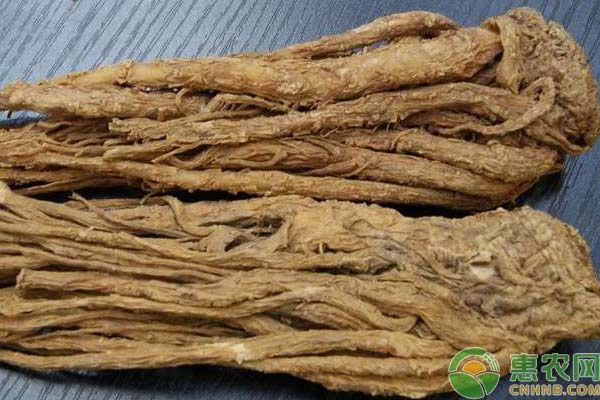 当归怎么栽培高产？-图片版权归惠农网所有