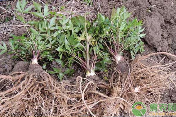 当归怎么栽培高产？-图片版权归惠农网所有