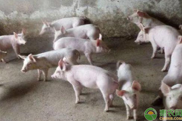 仔猪生长缓慢是什么原因？-图片版权归惠农网所有