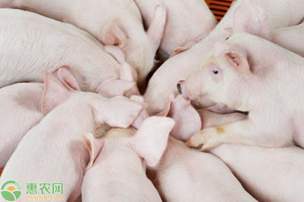 仔猪生长缓慢是什么原因？-图片版权归惠农网所有