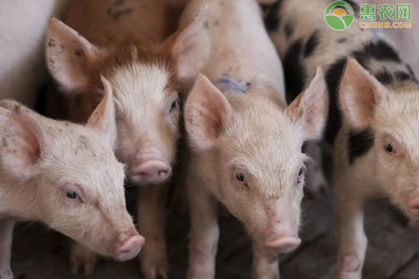 仔猪生长缓慢是什么原因？-图片版权归惠农网所有